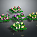 Colorful Decorative Plants With Pink Purple Yellow White Flowers And Green Leaves