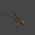 Colorful Dragonfly With Blue Wings And Yellow Brown Body Flying On Dark Background