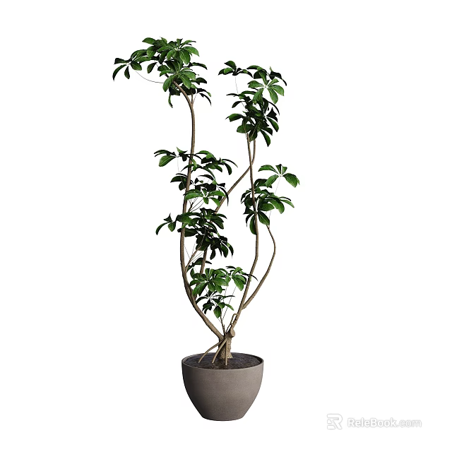 Elegant Bonsai Potted Plant With Slender Branches And Green Leaves In Gray Pot 3d model 