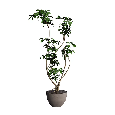 Elegant Bonsai Potted Plant With Slender Branches And Green Leaves In Gray Pot 3d model