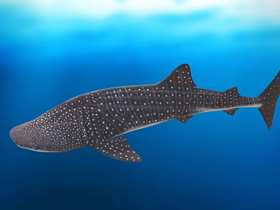 Whale Shark Swimming In Blue Ocean Water With White Spots On Body 3d model
