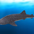 Whale Shark Swimming In Blue Ocean Water With White Spots On Body