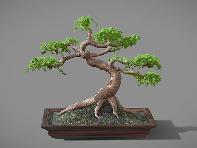 Bonsai Tree With Twisted Trunk Spreading Branches And Green Foliage In Wooden Rectangular Pot 3d model