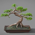 Bonsai Tree With Twisted Trunk Spreading Branches And Green Foliage In Wooden Rectangular Pot 3d model