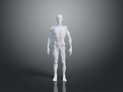 Human Anatomical Model Displaying Detailed Muscle And Skeleton Organ Structure 3d model