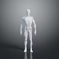 Human Anatomical Model Displaying Detailed Muscle And Skeleton Organ Structure