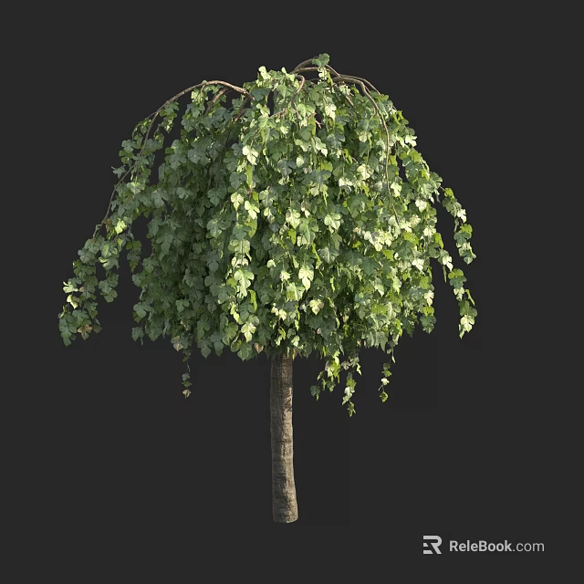 Weeping Tree With Lush Green Leaves And Hanging Branches Isolated On Dark Background 3d model 