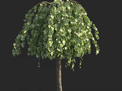 Weeping Tree With Lush Green Leaves And Hanging Branches Isolated On Dark Background 3d model