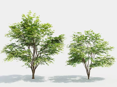 Lush Green Arbor Trees With Dense Foliage And Slender Trunks In Natural Form 3d model