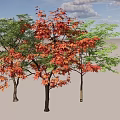 Vibrant Trees With Red And Green Foliage In Natural Arrangement