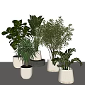 Various Indoor Potted Plants in White and Gray Pots with White Wall and Shadow Effects