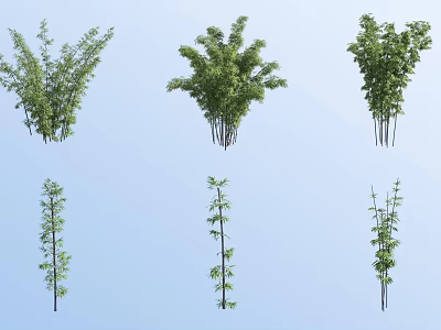 Six Various Forms of Bamboo Plants Against Light Blue Background 3d model