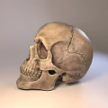 Realistic Detailed Human Skull Model With Textured Surface And Studio Lighting 3d model