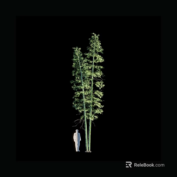 Tall Bamboo Plants with Green Leaves and Human Figure for Size Comparison 3d model 