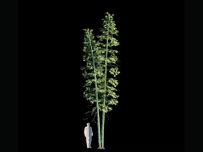 Tall Bamboo Plants with Green Leaves and Human Figure for Size Comparison 3d model