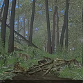 Serene Misty Pine Forest Landscape With Lush Green Ferns And Scattered Fallen Logs In Sunlight