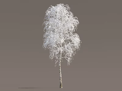 Snow Covered Birch Tree With Delicate Branches And White Bark 3d model