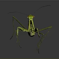 Green Praying Mantis With Long Legs And Distinctive Posture On Dark Background