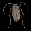 Large Black Flying Beetle With Long Antennae And Legs On Black Background