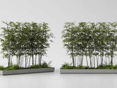 Lush Bamboo Plants Growing in Long Gray Rectangular Planters with Surrounding Small Greenery 3d model
