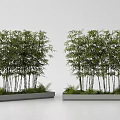 Lush Bamboo Plants Growing in Long Gray Rectangular Planters with Surrounding Small Greenery 3d model