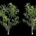 Two Green Leaf Trees With Thin Trunks And Branches Near Human Figure For Scale