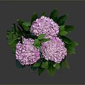 Pink Hydrangeas with Fresh Green Leaves in a Pink Vase on Dark Surface