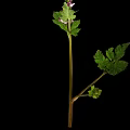 Pink Purple Flowering Plant With Green Leaves On Black Background
