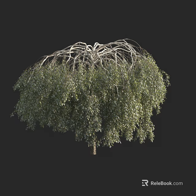Healthy Lush Green Arbor With Umbrella Shaped Canopy And Dense Foliage 3d model 