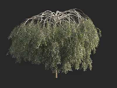 Healthy Lush Green Arbor With Umbrella Shaped Canopy And Dense Foliage 3d model