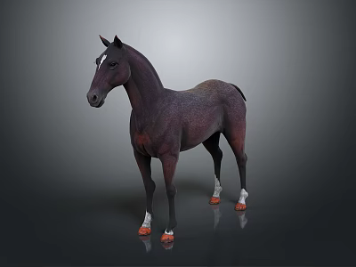 Dark Brown Horse With White Hooves Standing On Gray Background 3d model