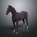 Dark Brown Horse With White Hooves Standing On Gray Background