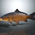 Brown and orange carp with open mouth and black fins on gray background with reflection