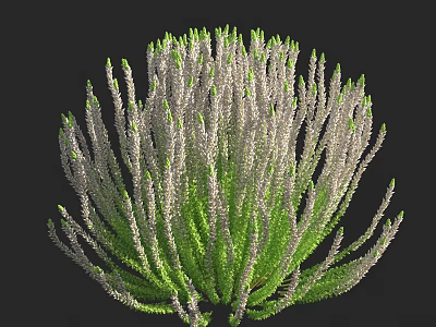 Bonsai Potted Plant With Unique Green Foliage And Slender Stems For Indoor Decor 3d model