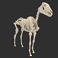 Detailed Horse Skeleton 3D Model Showing Anatomical Structure And Bones 3d model