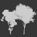 Tall Deciduous Arbor Featuring Thick Trunks Green And Yellow Leaves On Branches