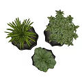 Three Bonsai Potted Plants with Two Tone Gray Planters and Lush Green Leaves