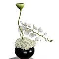 Elegant White Orchids and Hydrangeas Floral Arrangement in Black Vase with Green Bud