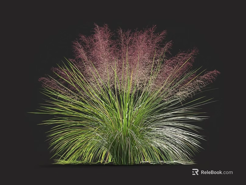 Ornamental Grass With Slender Green Leaves And Vibrant Purple Plumes For Garden Landscaping 3d model 