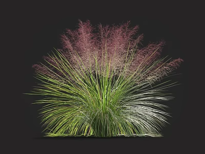 Ornamental Grass With Slender Green Leaves And Vibrant Purple Plumes For Garden Landscaping 3d model