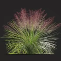 Ornamental Grass With Slender Green Leaves And Vibrant Purple Plumes For Garden Landscaping