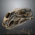 Large Predator Animal Skull With Sharp Teeth On Dark Background And Reflection 3d model