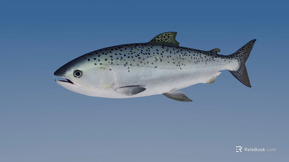 Silver Salmon Fish With Black Spots Swimming In Blue Water Environment 3d model 