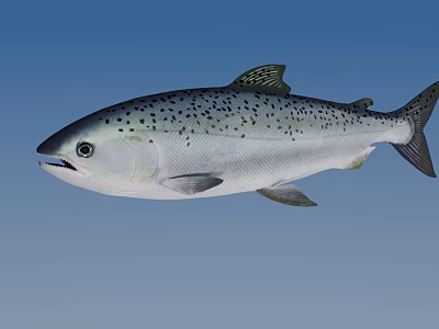 Silver Salmon Fish With Black Spots Swimming In Blue Water Environment 3d model