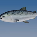 Silver Salmon Fish With Black Spots Swimming In Blue Water Environment