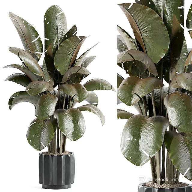 Broad Leaf Dark Green Shrub With Shiny Foliage For Indoor Home Decor 3d model 
