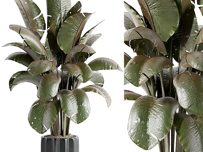 Broad Leaf Dark Green Shrub With Shiny Foliage For Indoor Home Decor 3d model