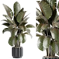 Broad Leaf Dark Green Shrub With Shiny Foliage For Indoor Home Decor