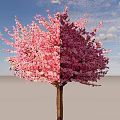 Lush Blossoming Tree With Vibrant Pink Flowers Against Blue Sky Background