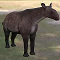 Wild Reptile Animal In Natural Grassland Habitat With Brown Skin And Strong Legs